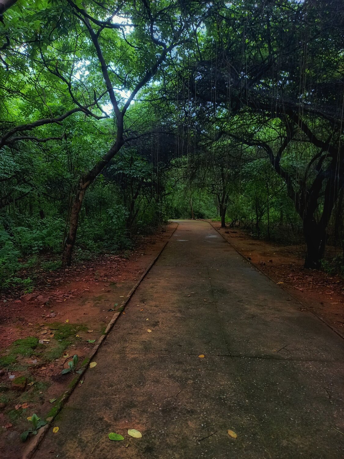 Emerald Canopy Trail
