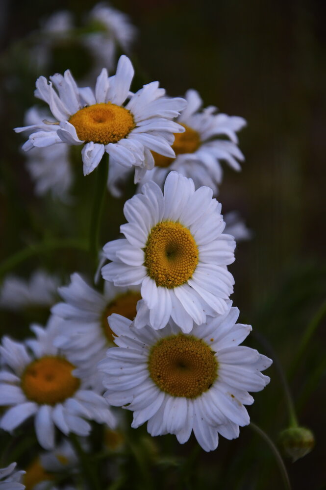 Chamomiles