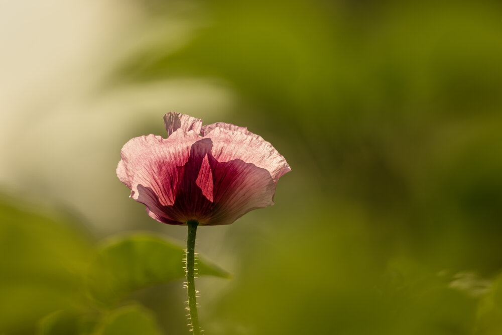 Photograph by Юлия Куликова