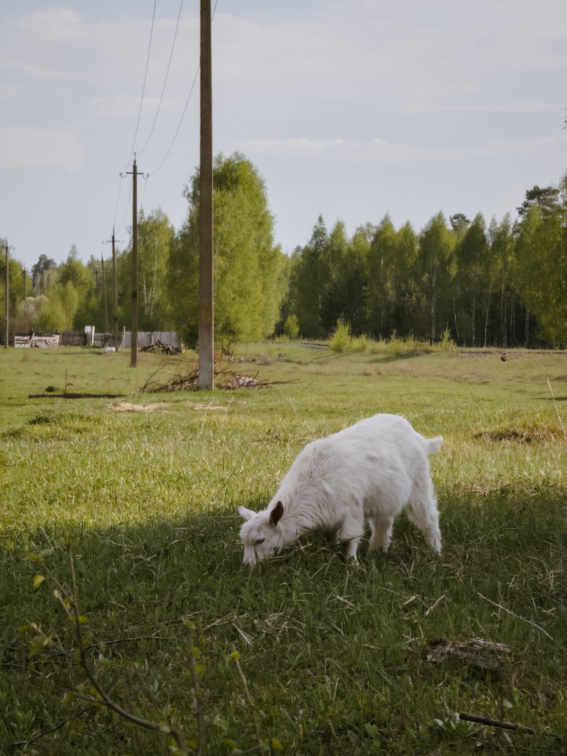 Photo #13899127