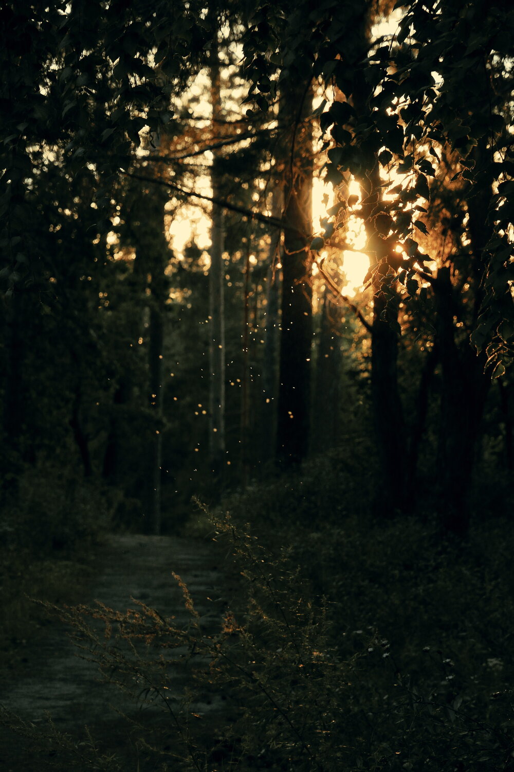 Photo #13899145