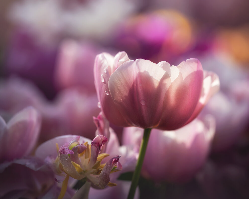 Photograph by Людмила Завьялова