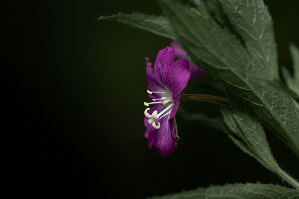 Photograph by Абдул Мигруев