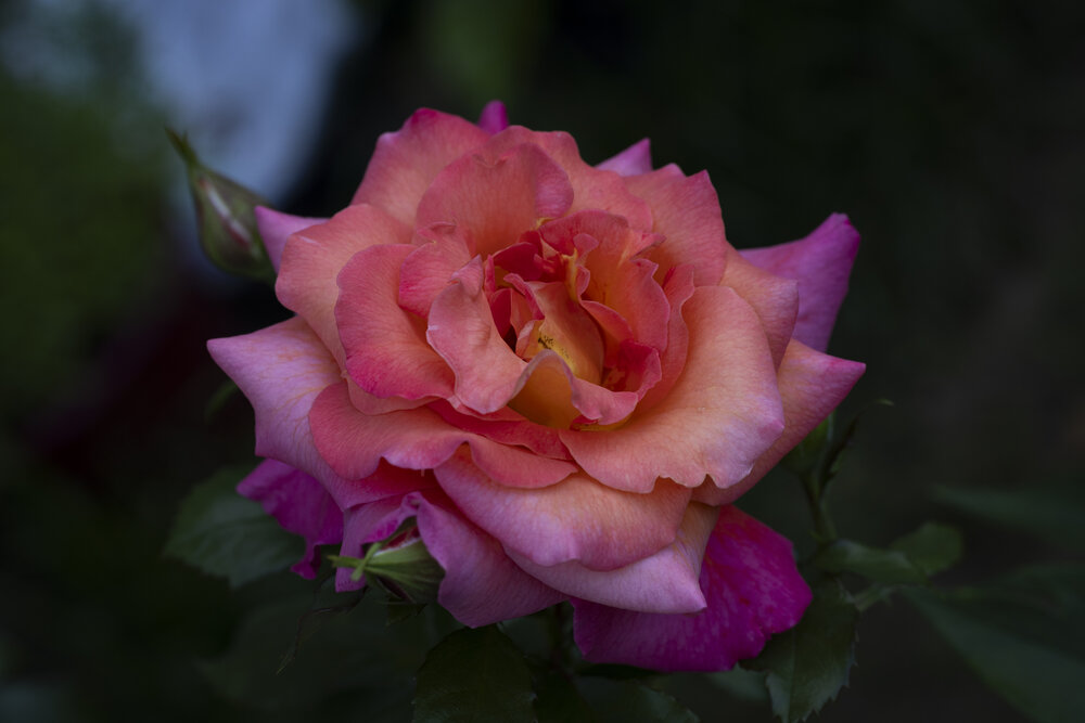 Photograph by Алена Волкова