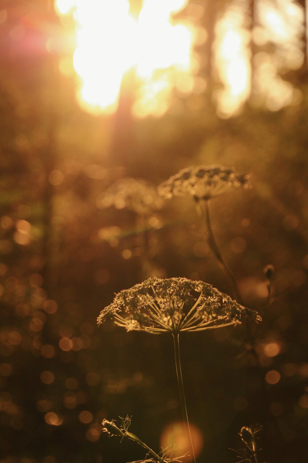 Photo #13899400