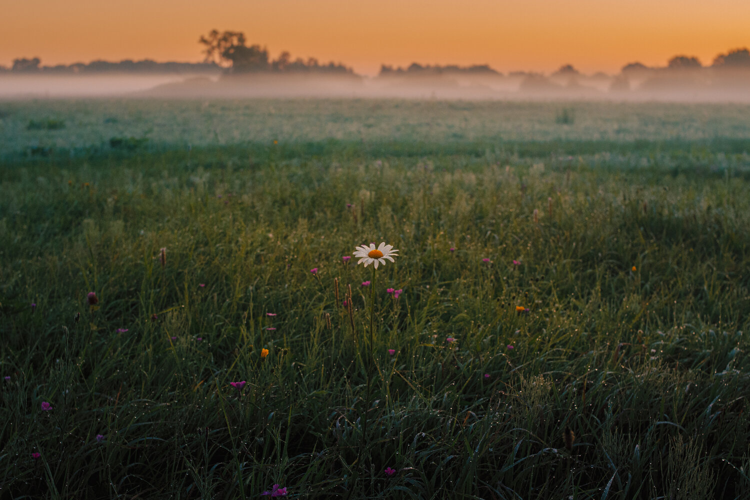 Photo #13899451