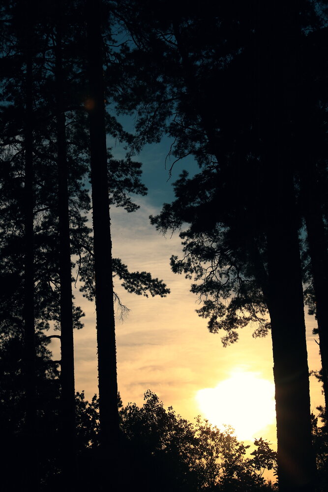 Photo #13899461
