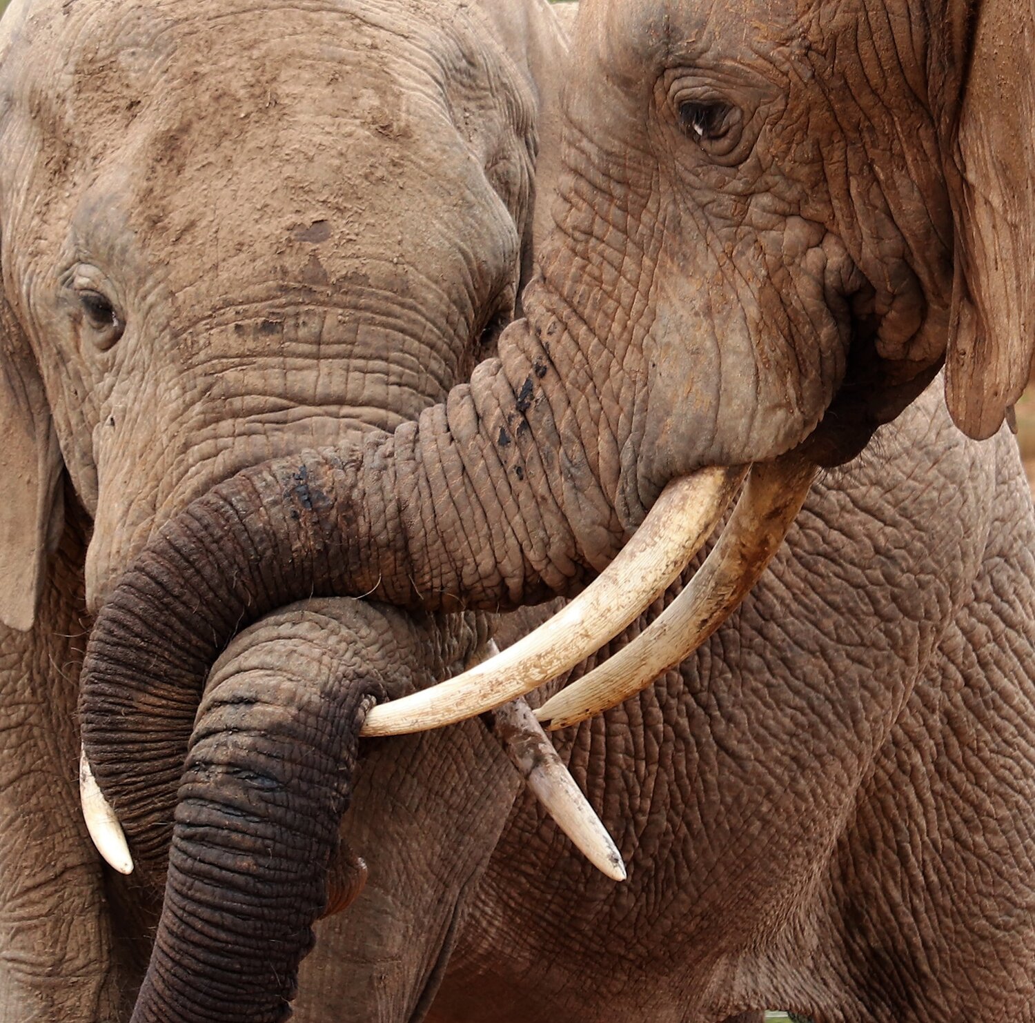 Elephants\\\' fight