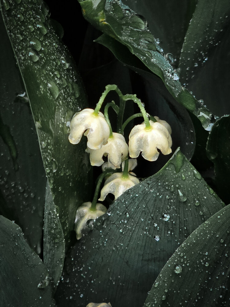 Photograph by Ирина Хлебникова