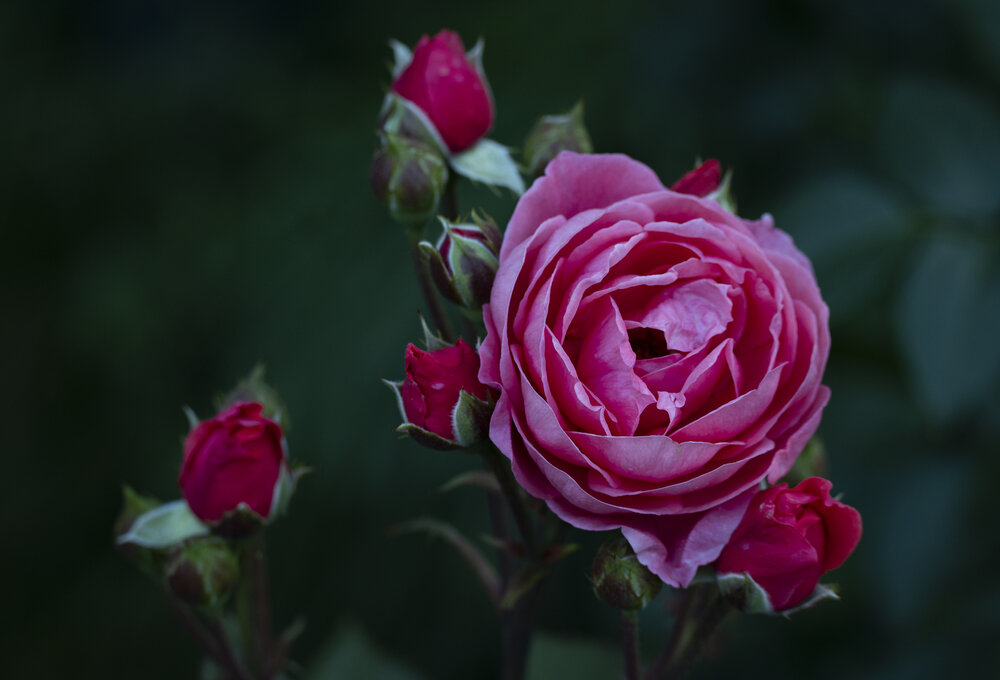 Photograph by Алена Волкова