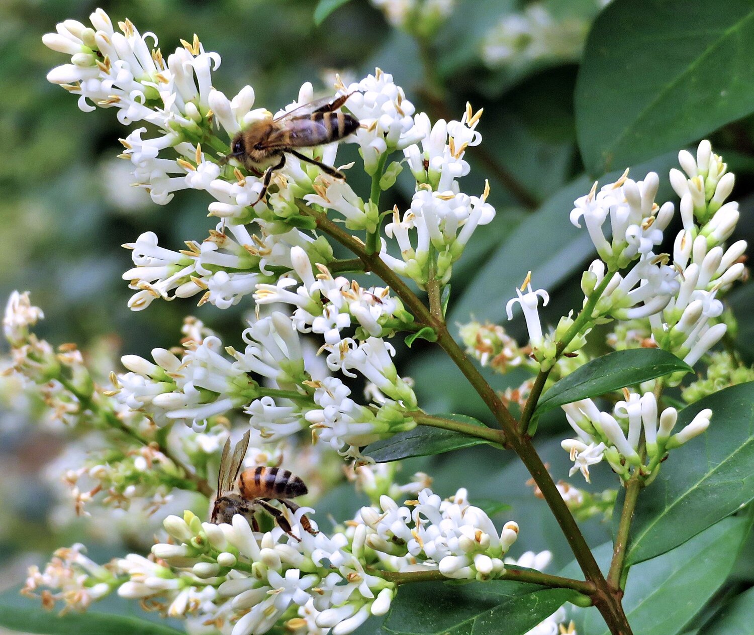Bees on flowers