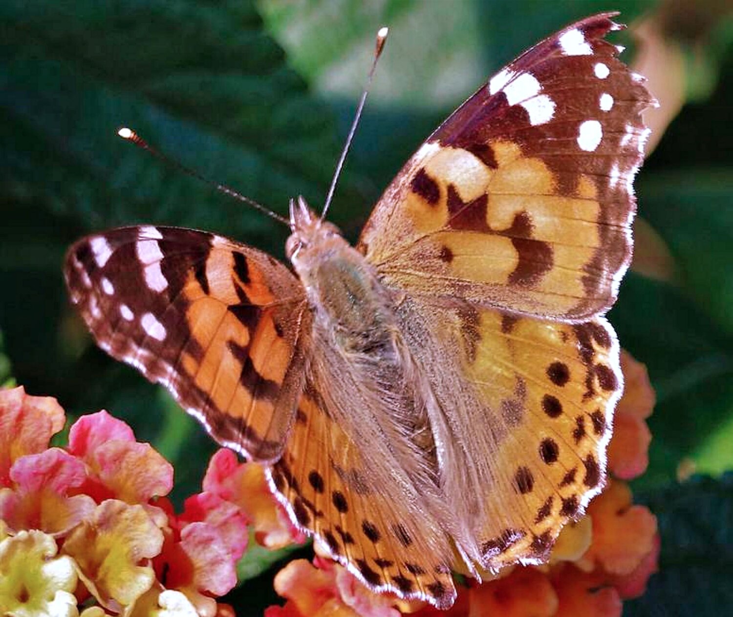 Macro butterfly