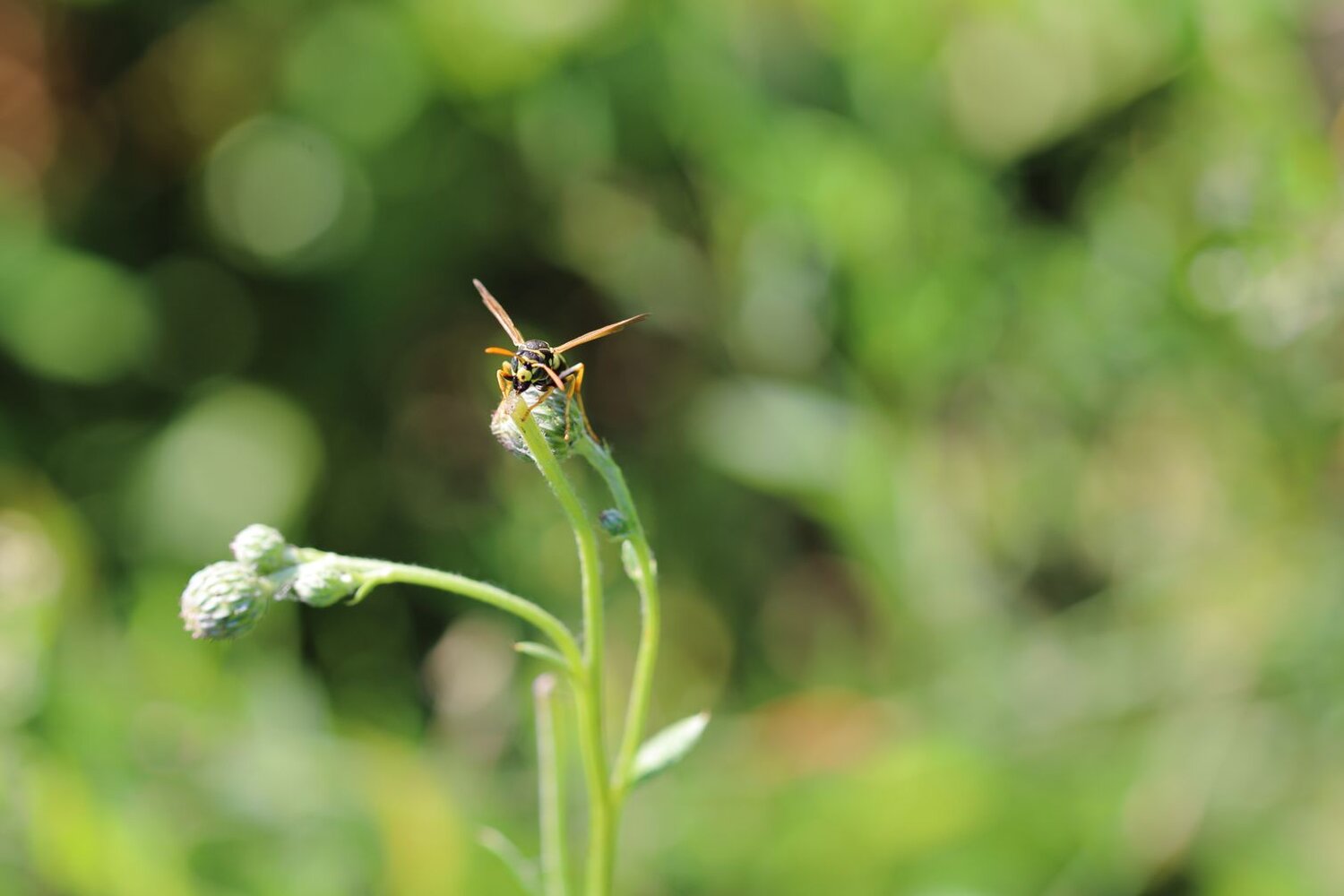 Photo #13899581