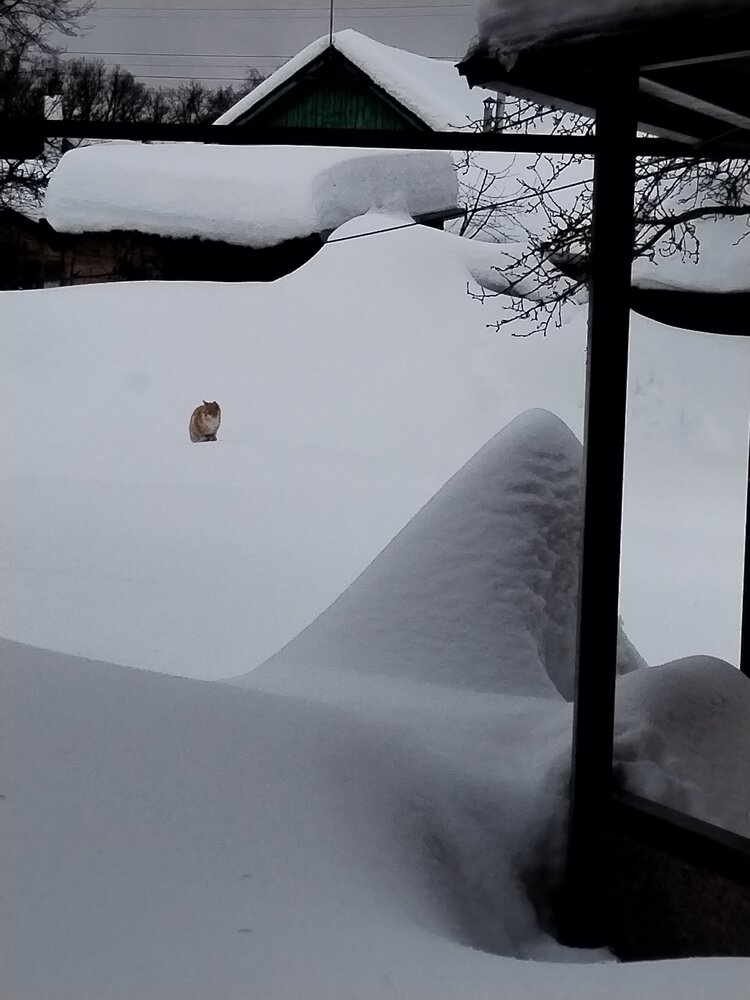 Photo #13899619