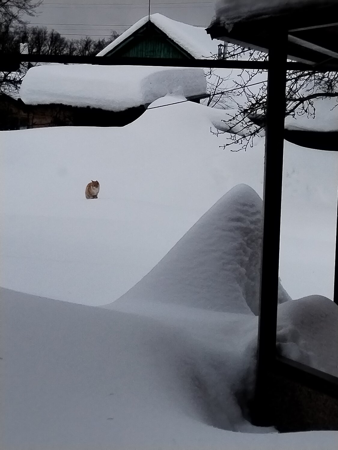 Photo #13899619