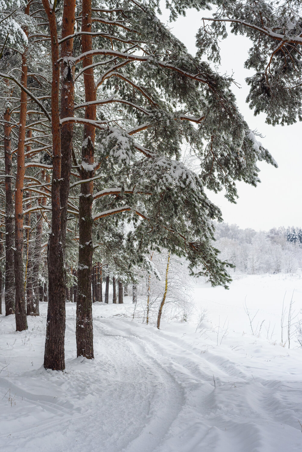 Photo #13899681