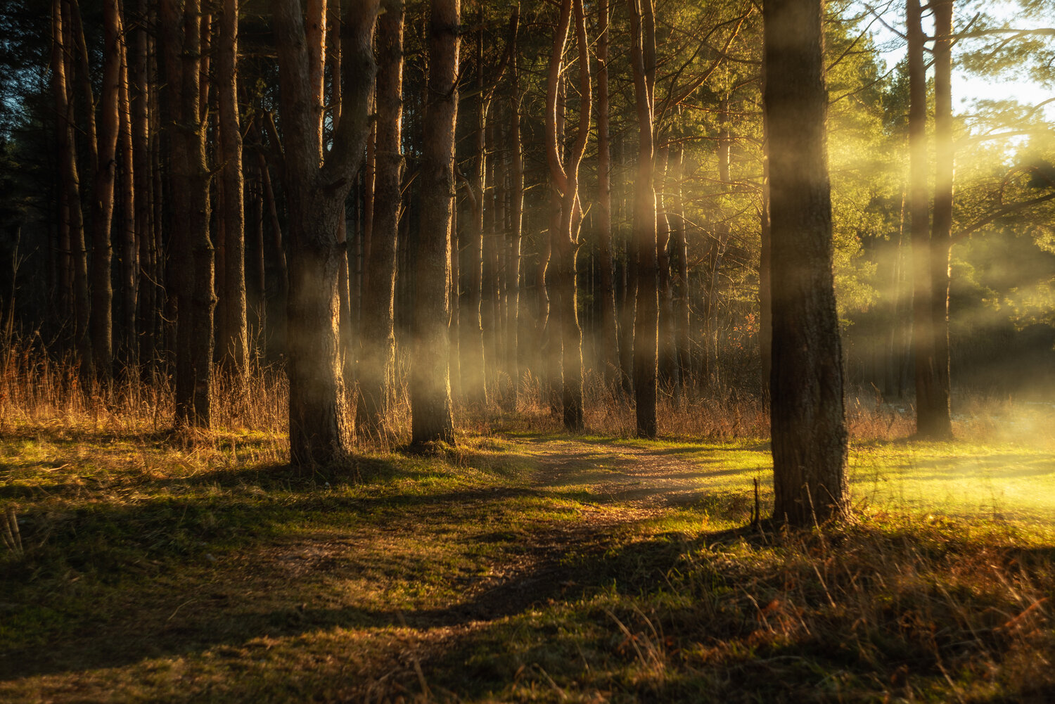 Photo #13899684