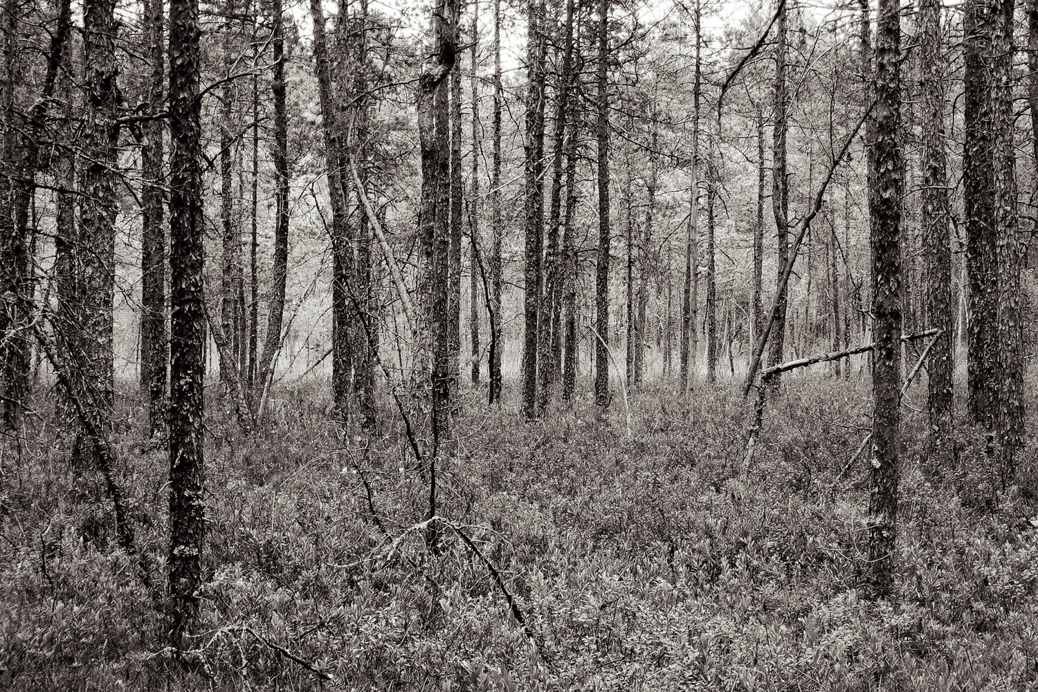 Photo #13899695
