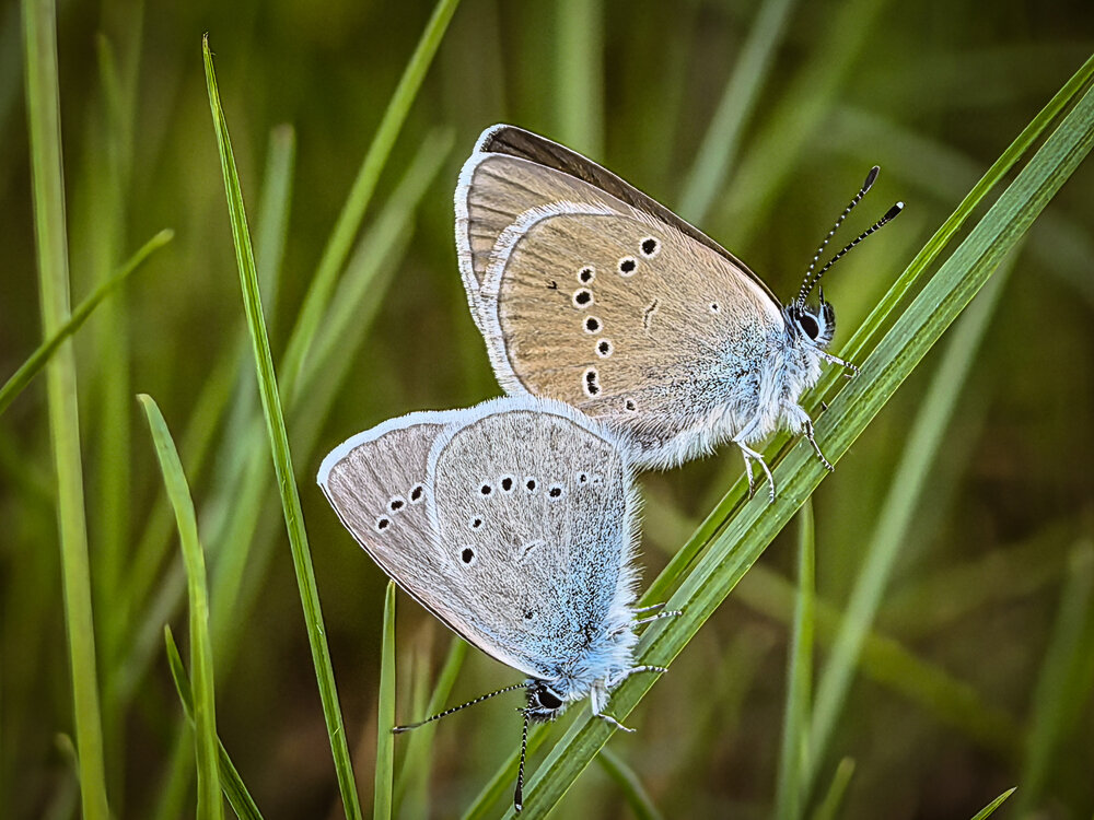Photograph by Елена Шляхова
