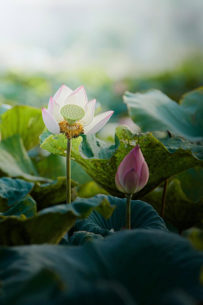 Photograph by Bùi Nguyễn