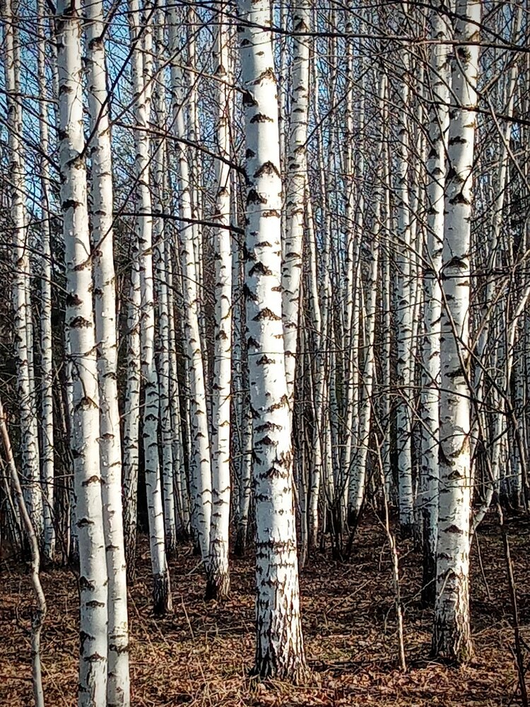 Photograph by Галина Пылаева