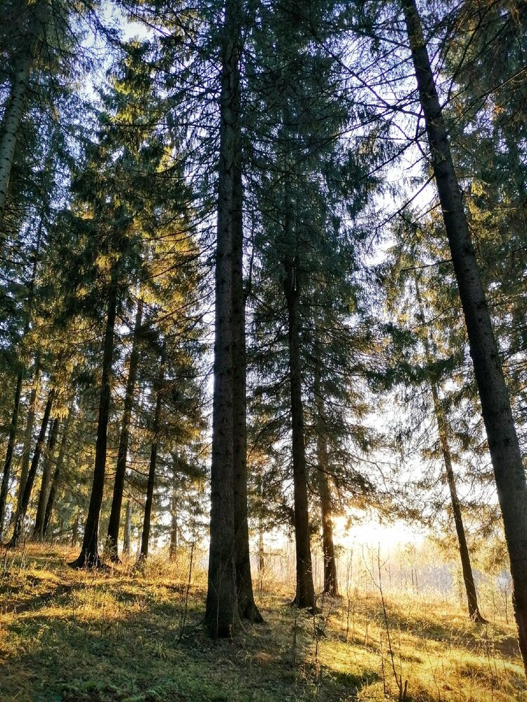 Photograph by Галина Пылаева