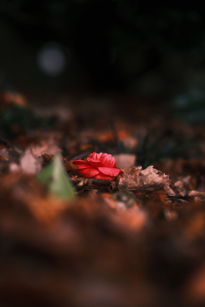 Photograph by Hoang Hai Huynh
