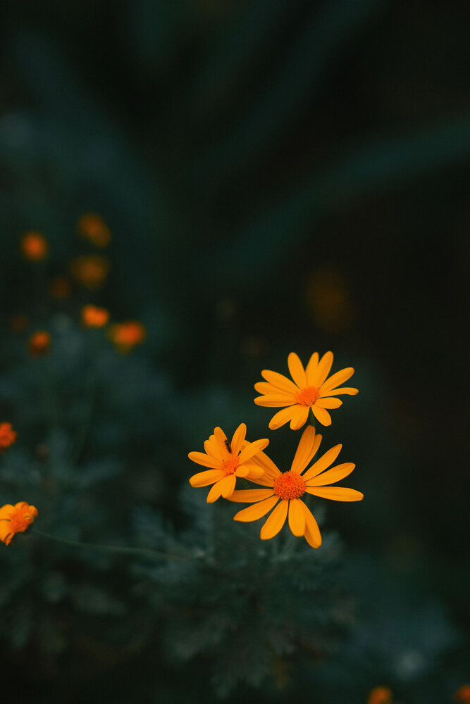 Photograph by Hoang Hai Huynh