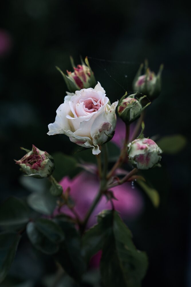 Photograph by Хамицкая Любовь