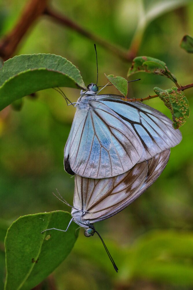Photograph by Shalini Jain