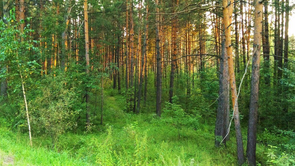 Сказочный лес