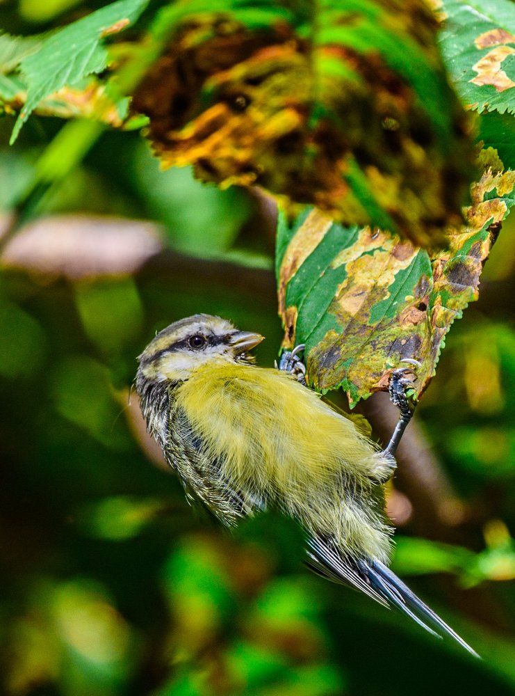 Этюды с лазоревкой