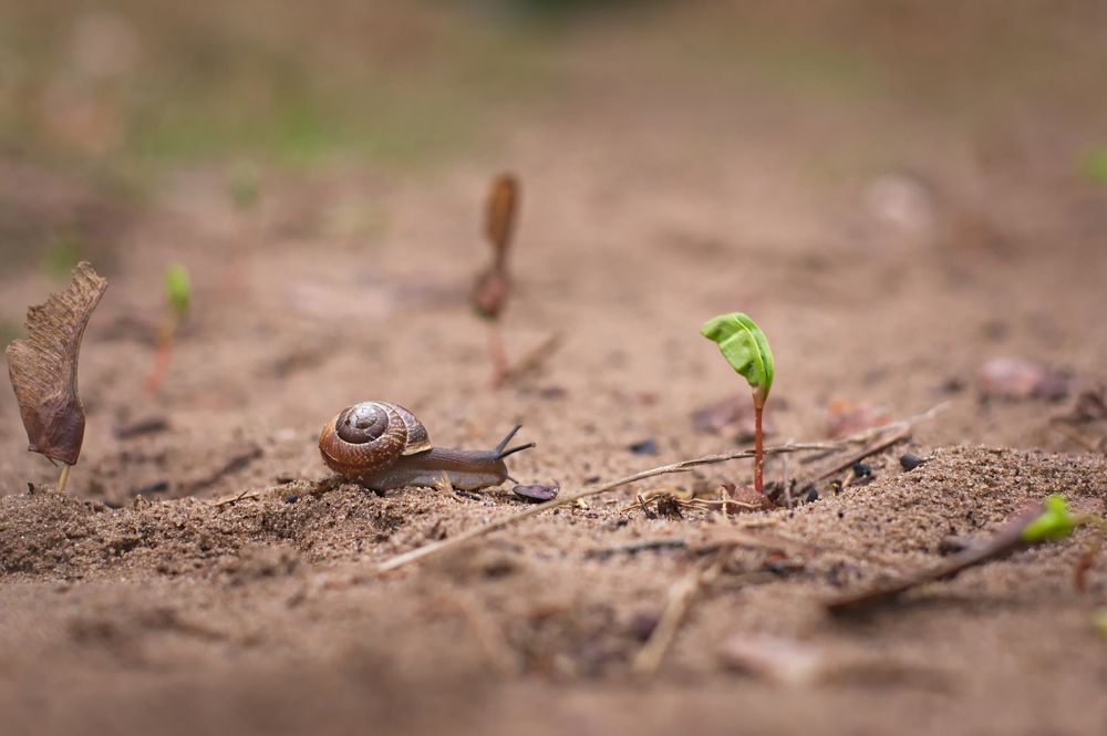 Улитка среди пальм