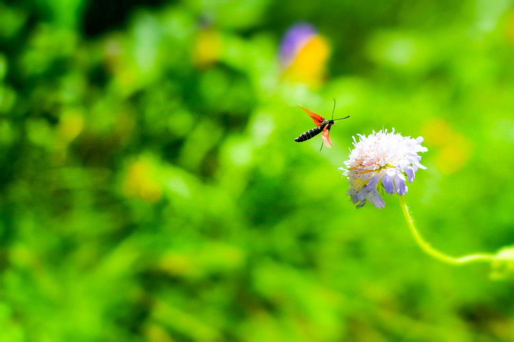 Лесная  сказка