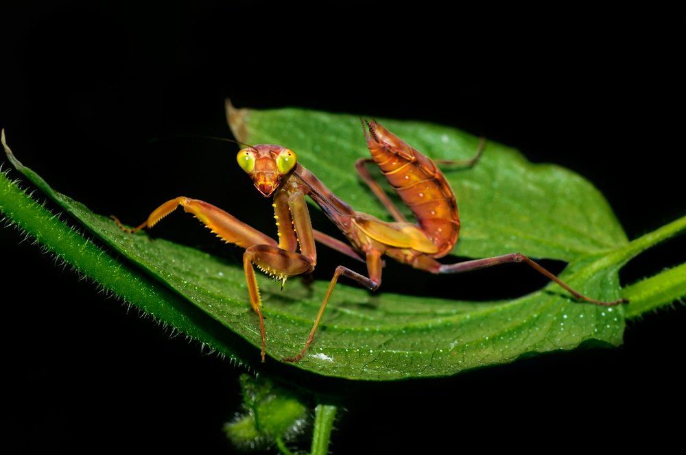 Photograph by Тараненко Анжелика