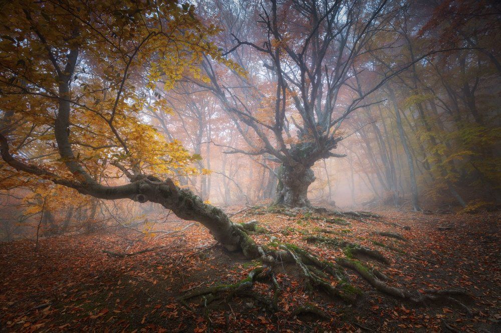 Лес в который хочется вернуться