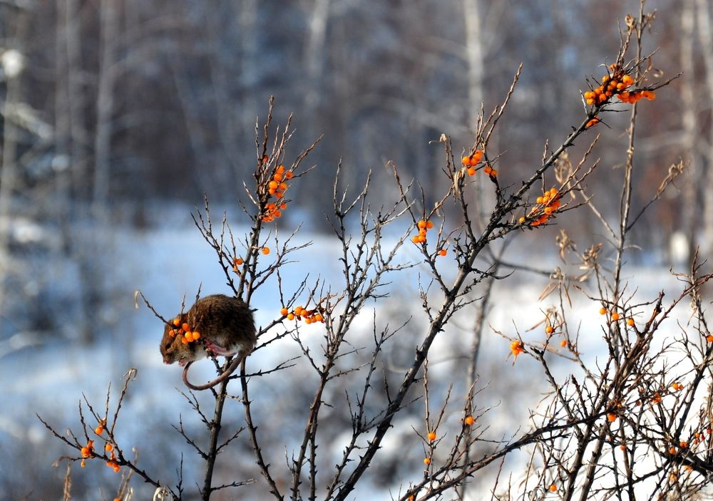 Зимние заготовки.