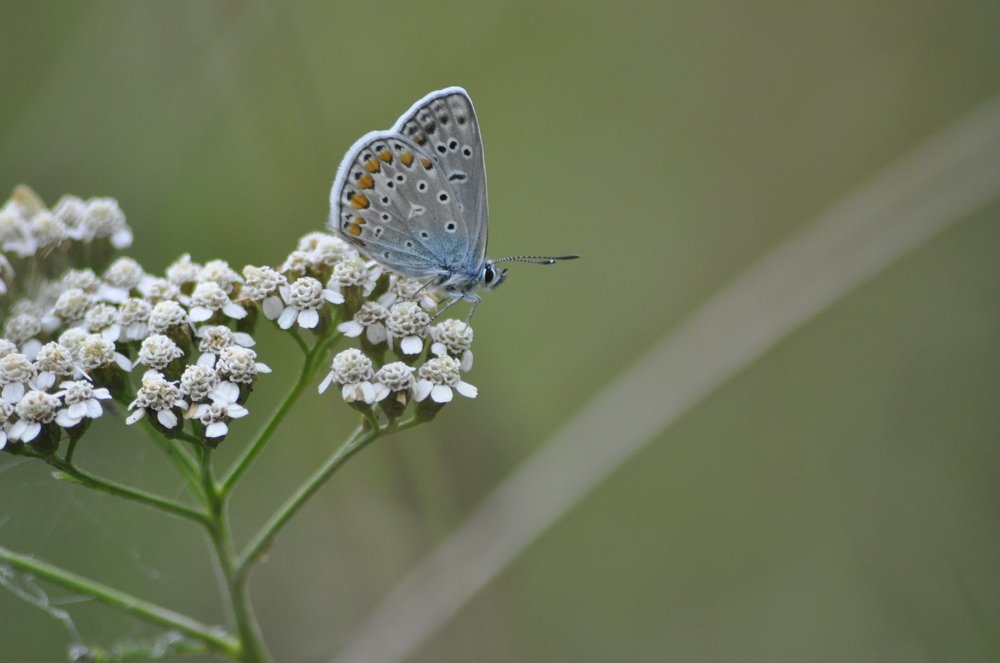 Photograph by Sergei Karjula
