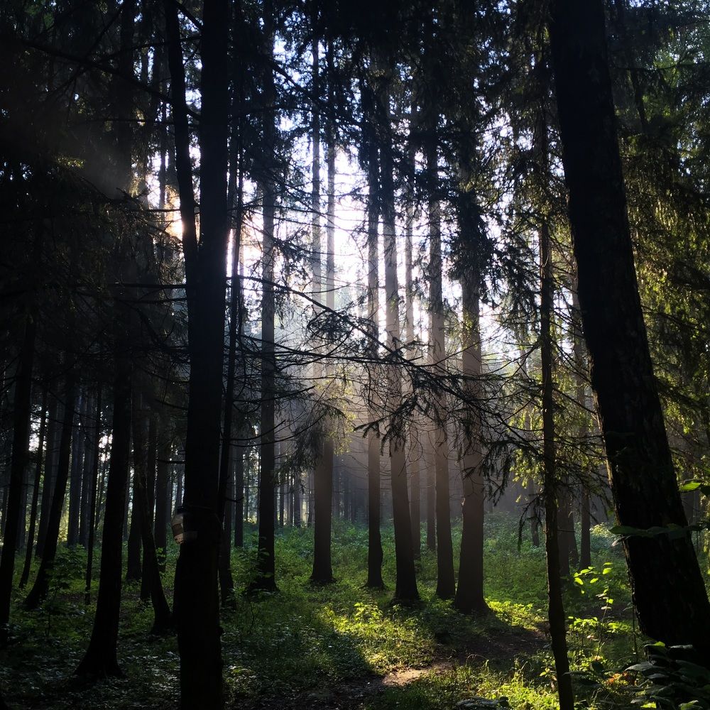 Утренний лес