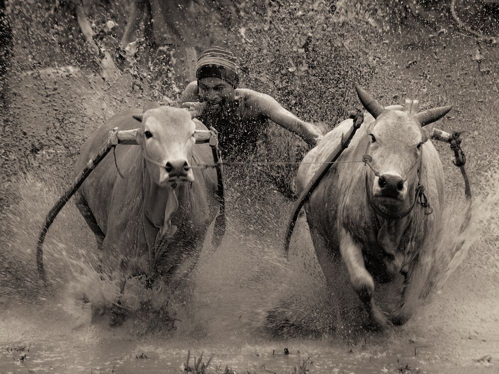 Pacu Jawi (cow race)