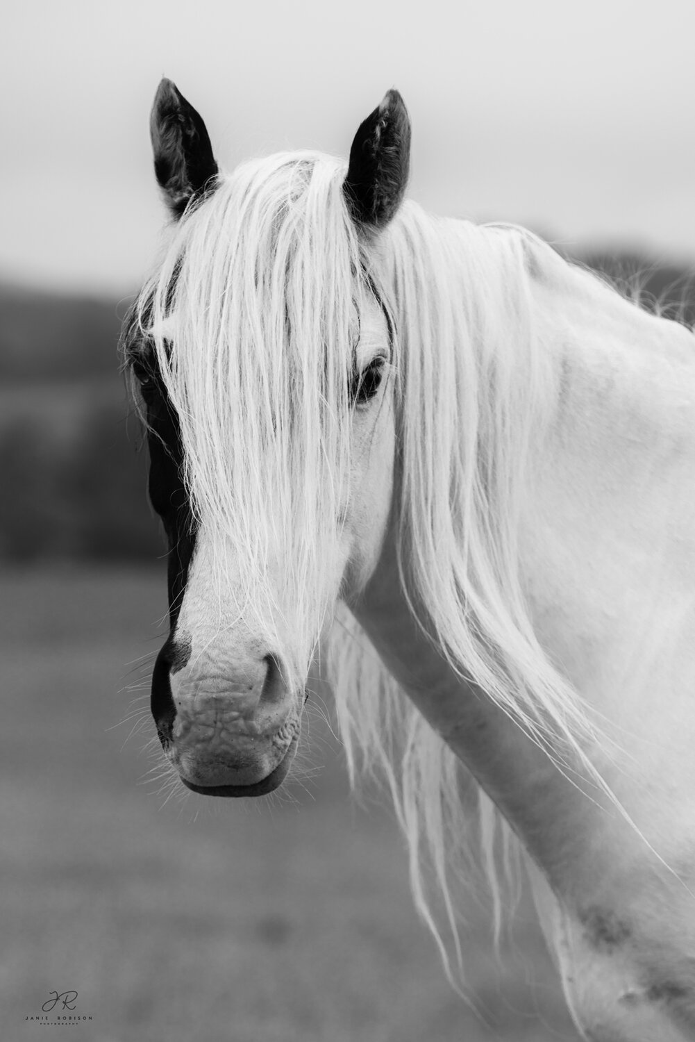 Photo #13900014