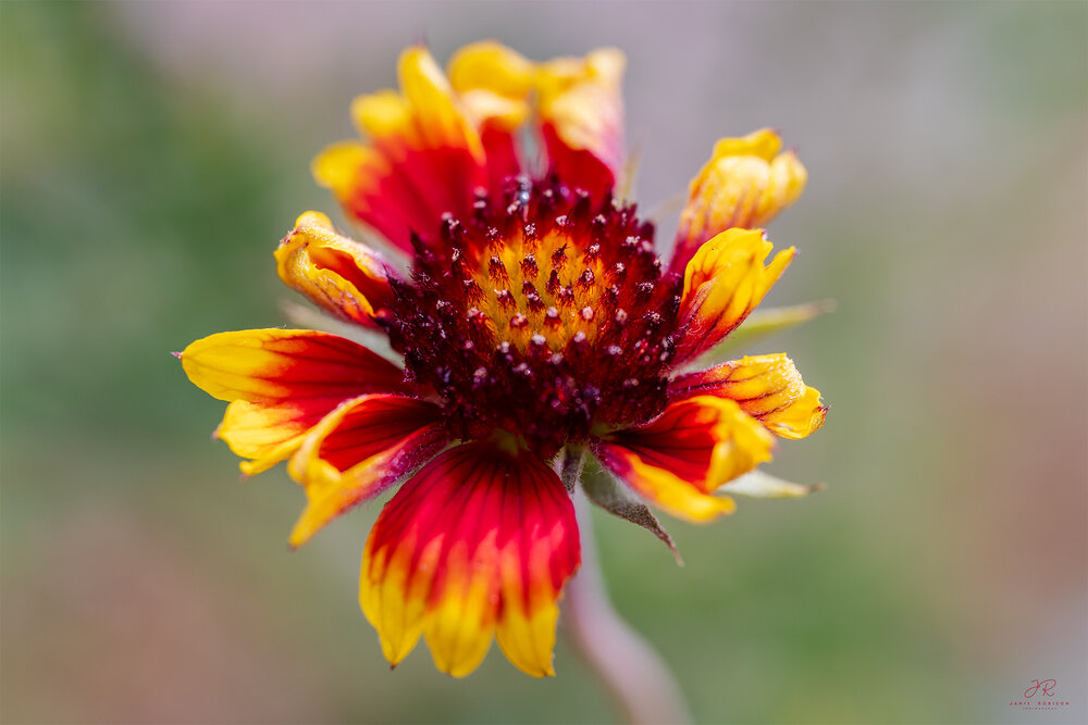 Photograph by Janie Robison