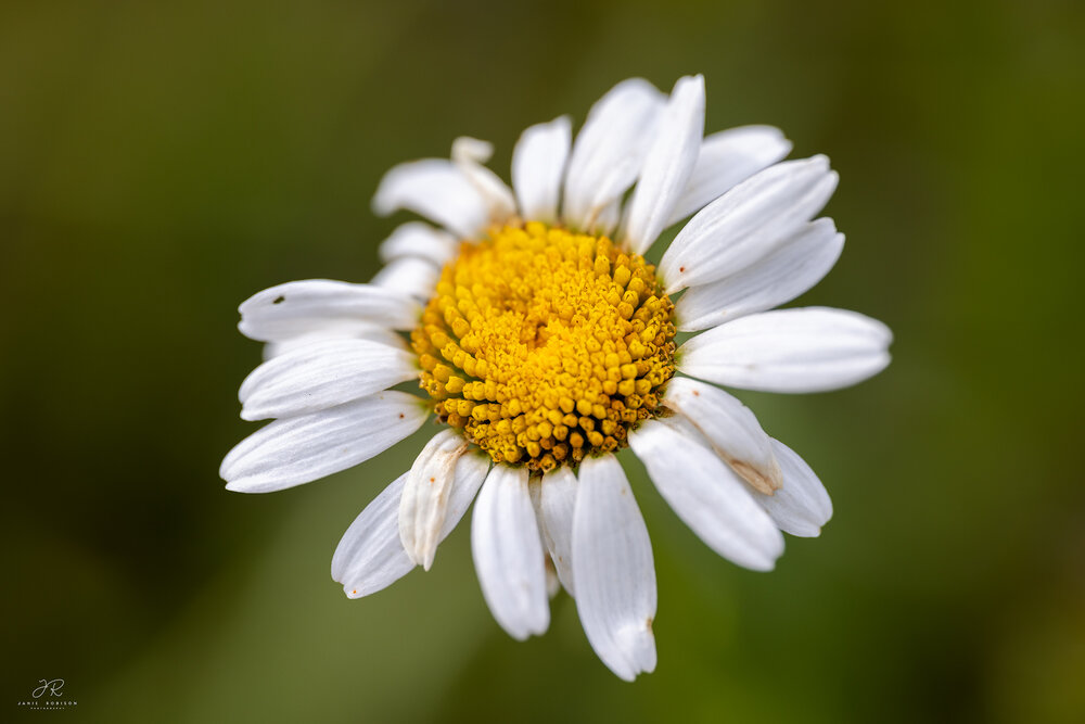 Photograph by Janie Robison