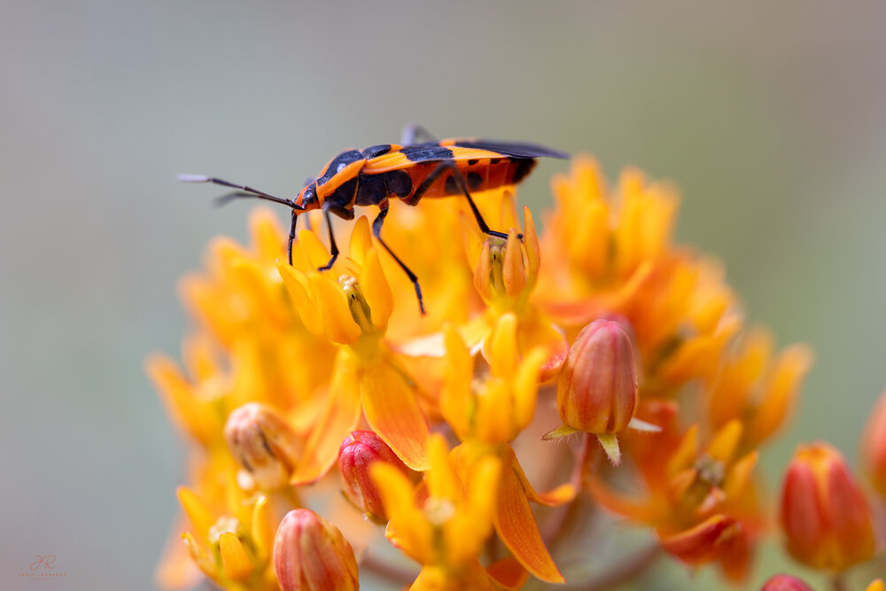 Photograph by Janie Robison