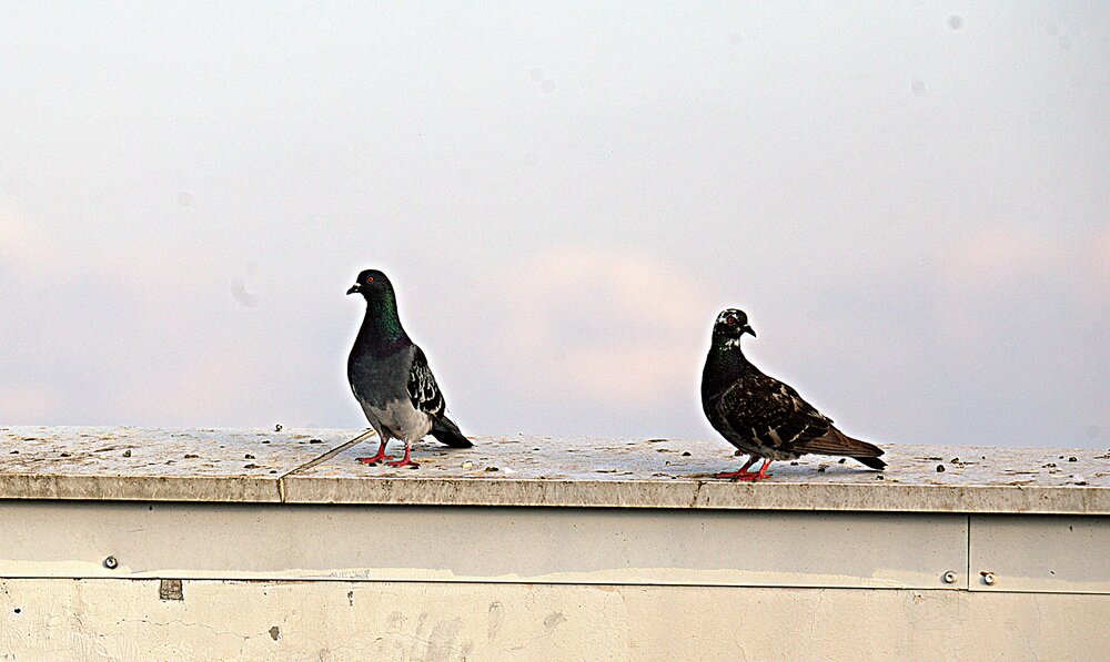 Photograph by Сергей Рапопорт