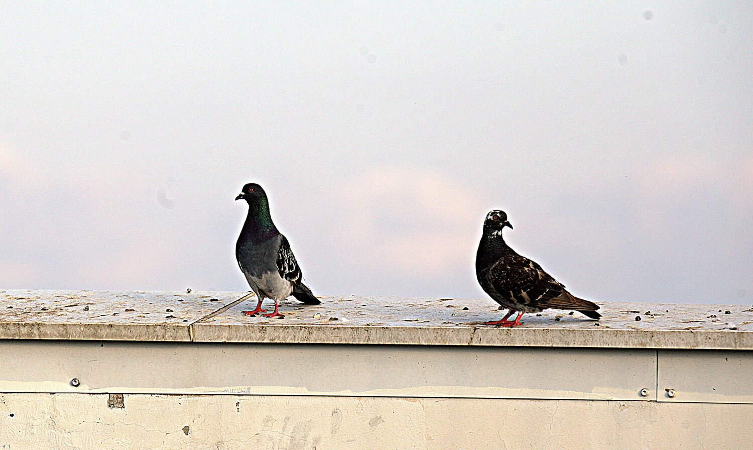 Photo #13900078