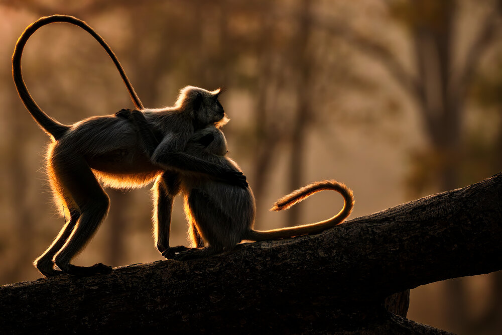 Photograph by ashok manjanath