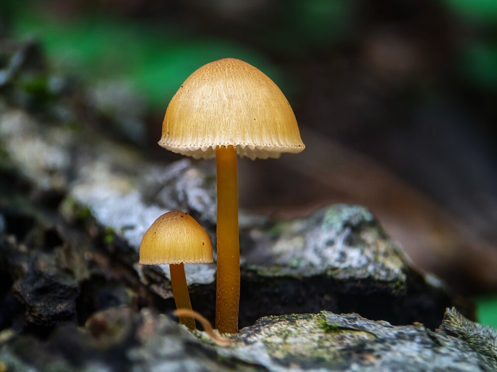 Yellow Duet
