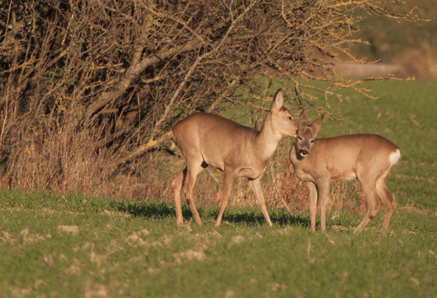 Photo #13900198