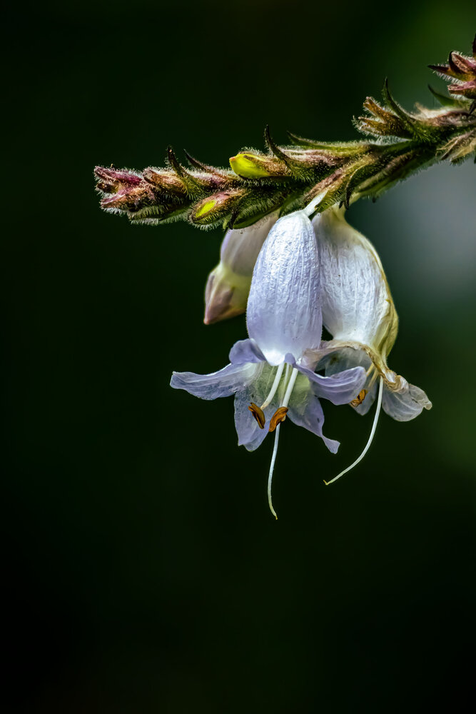 Photograph by K.G.Supun Nayanajith Samaraweera Nayanajith